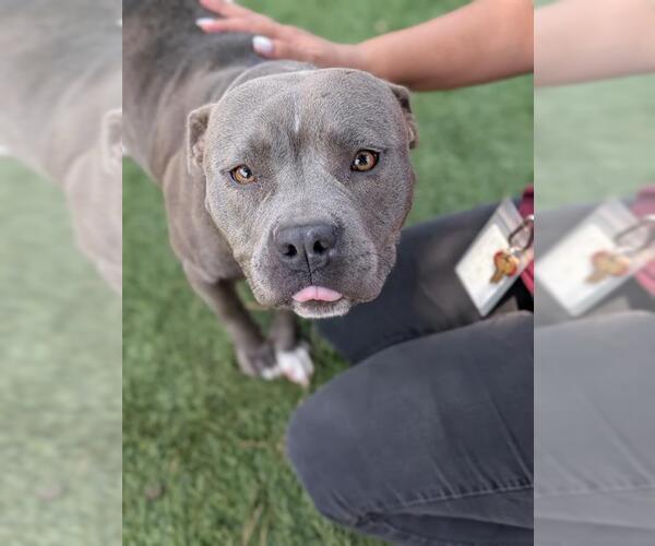 Medium Photo #2 American Pit Bull Terrier Puppy For Sale in Downey, CA, USA