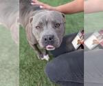 Small #1 American Pit Bull Terrier