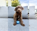 Small #4 Labrador Retriever