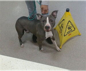 Staffordshire Bull Terrier Mix Dog for Adoption in Louisville, Kentucky USA