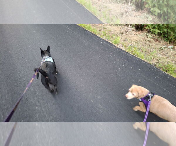 Medium Photo #26 Chiweenie Puppy For Sale in Sebec, ME, USA