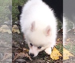 Small Photo #24 Pomsky Puppy For Sale in BAXTER, TN, USA