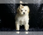 Small Photo #67 Maltipoo Puppy For Sale in WARSAW, IN, USA