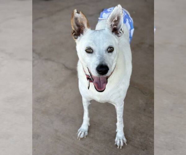 Medium Photo #3 Mutt Puppy For Sale in Queen Creek, AZ, USA