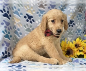 Golden Retriever Puppy for sale in LANCASTER, PA, USA