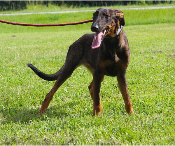 Medium Photo #1 Doberman Pinscher-German Shepherd Dog Mix Puppy For Sale in Holly Hill, SC, USA