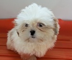 Puppy Delilah Shih Tzu