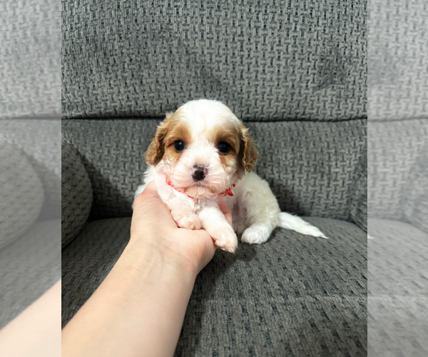 Medium Photo #1 Cavapoo (Toy) Puppy For Sale in JEFFERSONVILLE, IN, USA