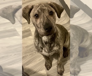Cane Corso-Siberian Husky Mix Puppy for sale in RAWSONVILLE, MI, USA