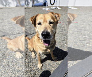 Chow Chow-Unknown Mix Dogs for adoption in Rockaway, NJ, USA