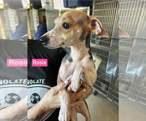 Cheagle Dogs for adoption in Foristell, MO, USA