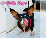 Small #36 Dachshund Mix