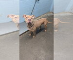 Small #1 Mutt