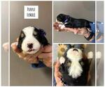 Puppy Puppy 9 Dolly Miniature Bernedoodle