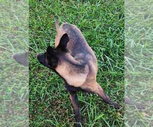 Belgian Malinois Puppy for sale in LYNCH STATION, VA, USA