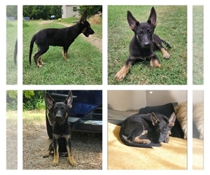 German Shepherd Dog Puppy for sale in FORT WORTH, TX, USA