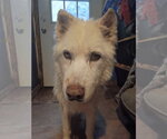 Small #3 Siberian Husky