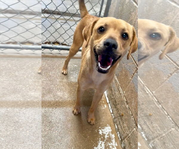 Medium Photo #1 Beagle-Unknown Mix Puppy For Sale in El Centro, CA, USA