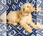 Small Photo #15 Labradoodle Puppy For Sale in AIKEN, SC, USA