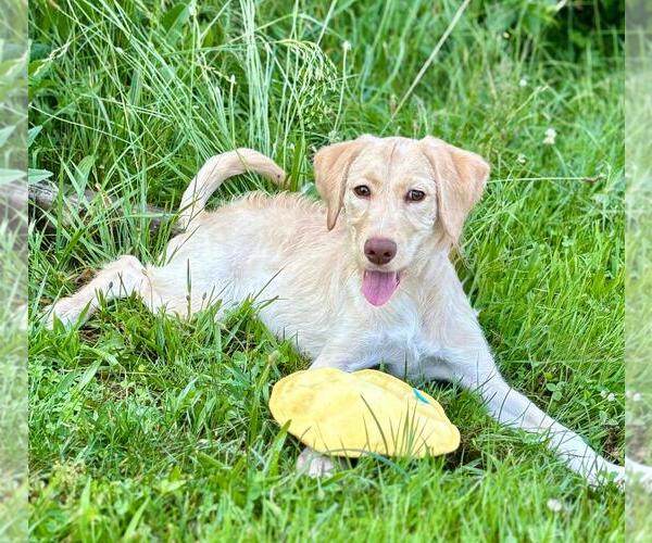 Medium Photo #3 Retriever -Unknown Mix Puppy For Sale in Spring Lake, NJ, USA