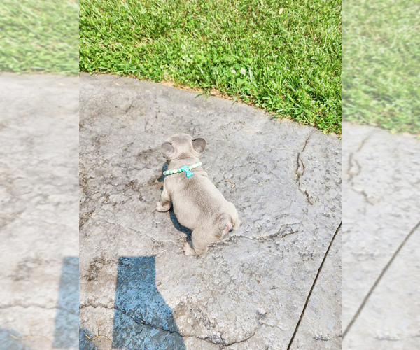 Medium Photo #3 French Bulldog Puppy For Sale in GRANDVIEW, MO, USA