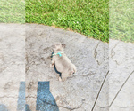Small Photo #3 French Bulldog Puppy For Sale in GRANDVIEW, MO, USA