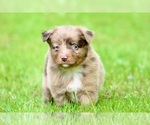 Small Photo #2 Australian Shepherd Puppy For Sale in NEWTON FALLS, OH, USA