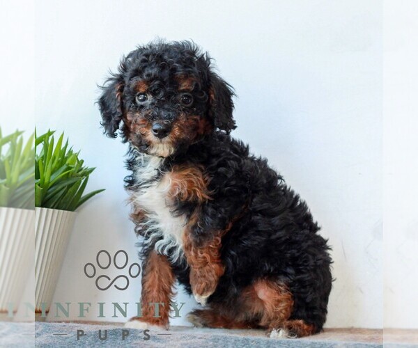Medium Photo #4 Poodle (Miniature) Puppy For Sale in LITITZ, PA, USA