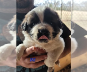 Saint Bernard Puppy for sale in BATES CITY, MO, USA