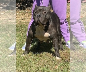 Mother of the American Bully puppies born on 10/25/2022