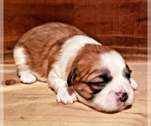 Mal-Shi Puppy for sale in PINK HILL, NC, USA