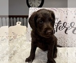 Puppy 8 Labradoodle-Poodle (Standard) Mix