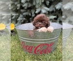 Small #2 Shih Tzu