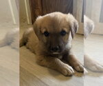 Small German Shepherd Dog