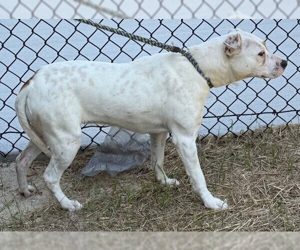 Medium Photo #4 Mutt Puppy For Sale in Tarboro, NC, USA