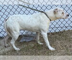 Small #3 Mutt