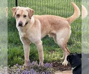 Labrador Retriever-Unknown Mix Dogs for adoption in Rustburg, VA, USA
