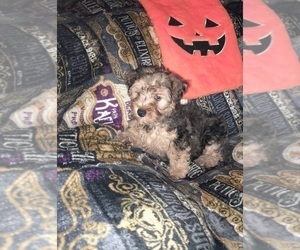 Poodle (Toy)-YorkiePoo Mix Puppy for sale in SHELBY, NC, USA