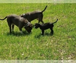 Small Photo #10 American Bully Puppy For Sale in TRENTON, FL, USA