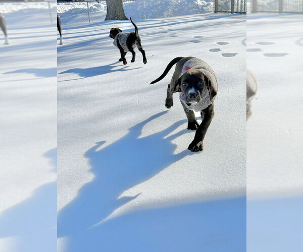 Medium Photo #11 Golden Retriever-Unknown Mix Puppy For Sale in Wenonah, NJ, USA
