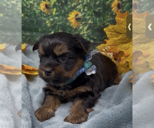 Medium Photo #5 Shorkie Tzu Puppy For Sale in SELLERSBURG, IN, USA