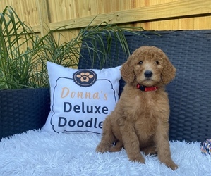 Goldendoodle-Poodle (Standard) Mix Puppy for sale in LAKE PANASOFFKEE, FL, USA