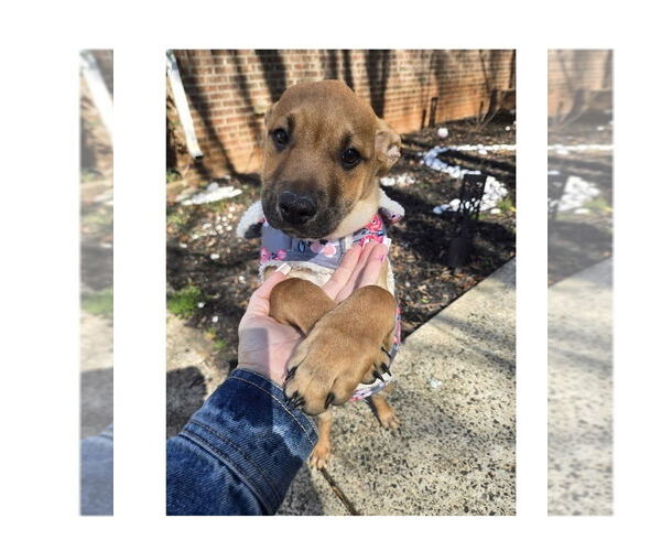 Medium Photo #1 Redbone Coonhound-Unknown Mix Puppy For Sale in Mooresville, NC, USA