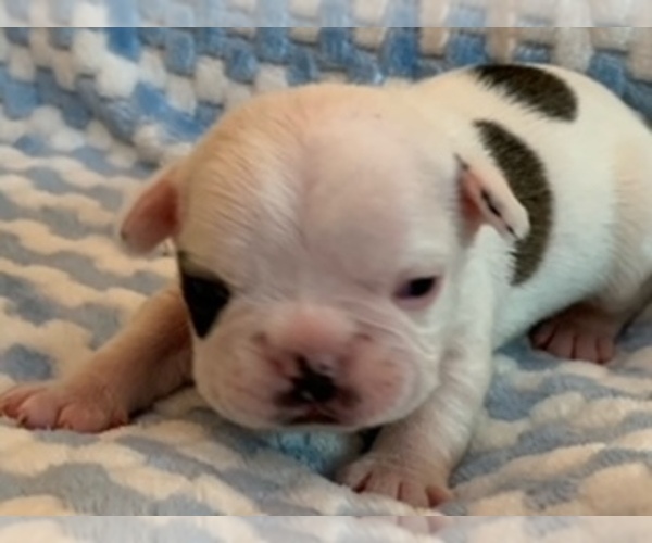 View Ad French Bulldog Puppy for Sale near Tennessee, SWEETWATER, USA