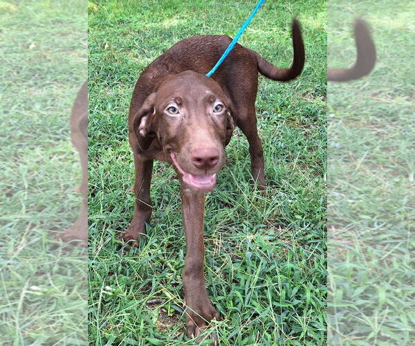 Medium Photo #1 Labrador Retriever-Unknown Mix Puppy For Sale in Wetumpka, AL, USA