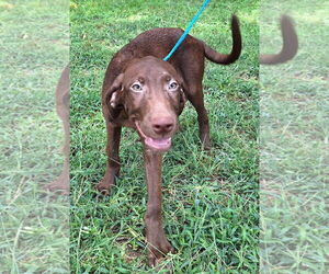 Labrador Retriever-Unknown Mix Dogs for adoption in Wetumpka, AL, USA
