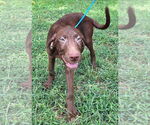 Small Labrador Retriever Mix