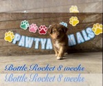 Puppy Bottle Rocket Australian Shepherd
