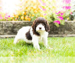 Small Photo #8 Springerdoodle Puppy For Sale in NAPPANEE, IN, USA