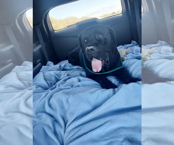 Medium Photo #5 Mutt Puppy For Sale in Goodyear, AZ, USA